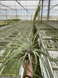 fasciculata JUMBO (met bloemknop)