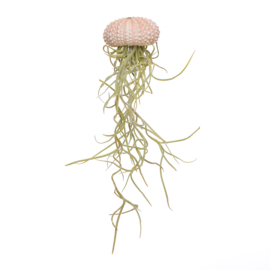 Small pink jellyfish with tillandsia