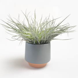 Groot, grijs/terra potje + airplant