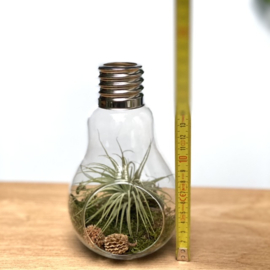 Grote Lightbulb incl. Tillandsia