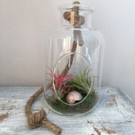 2 airplants in hangvaas