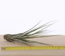 Tillandsia Juncea