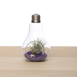 Lightbulb incl. Tillandsia