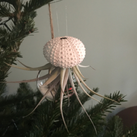 Small white Jellyfish with tillandsia