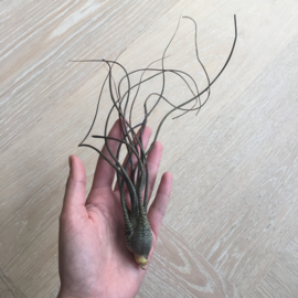 Tillandsia butzii