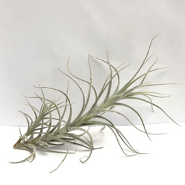 Tillandsia stellifera