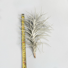 tectorum Caulescens