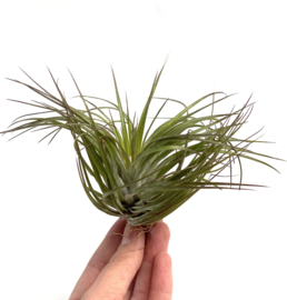 Tillandsia stricta