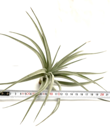 Tillandsia pohliana XL