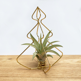 X-mas Tree gold  + airplant