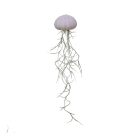Kleine violette Qualle mit Tillandsia (Seeigel + Luftpflanze)