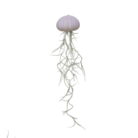 Kleine violet Jellyfish met tillandsia (zee-egel + luchtplantje)