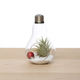 Lightbulb with Tillandsia