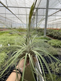 fasciculata JUMBO (met bloemknop)