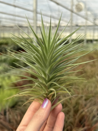 Tillandsia Tenuifolia