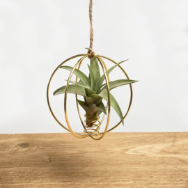 X-mas Ball gold + airplant