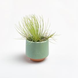 Groen/terra potje klein + airplant