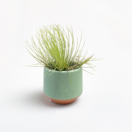 Green/terra pot + airplant