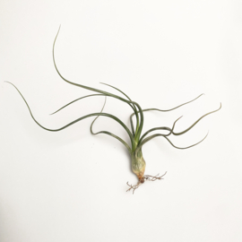 Tillandsia baileyi