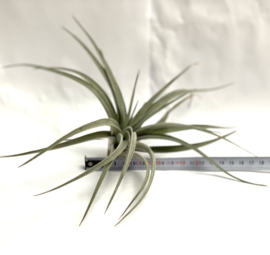 Tillandsia pohliana XL