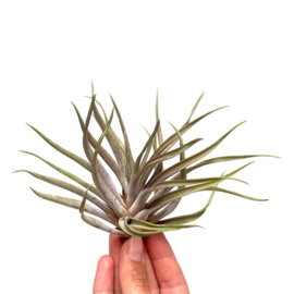 Tillandsia novakii