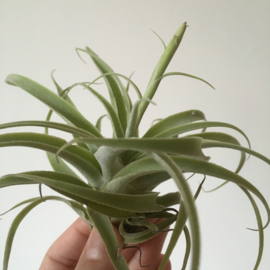 Tillandsia cacticola (Large)