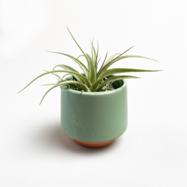 Green/terra pot + airplant