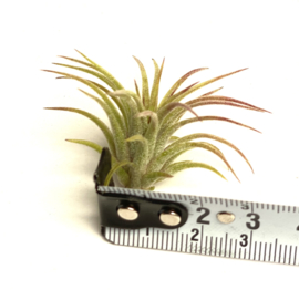 Tillandsia ionantha Fuego