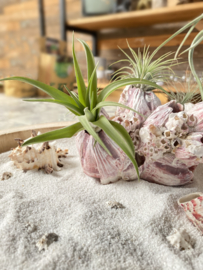 (DIY) Zeepok/barnacle + Airplants