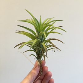 Tillandsia neglecta (large)