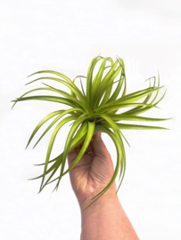 Tillandsia Capitata RED