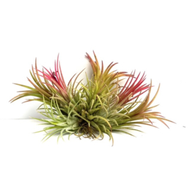 Tillandsia ionantha fuego (rood) cluster