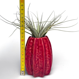 Carambola 11cm rood + airplant