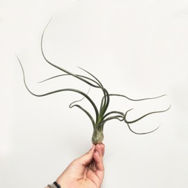 Tillandsia baileyi