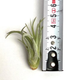 Tillandsia Ionantha Scaposa