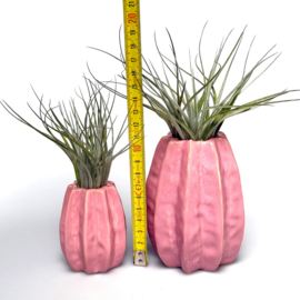 Carambola 11cm roze + airplant