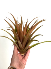 Tillandsia Capitata Orange XL