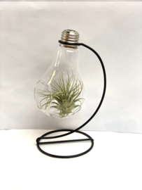 Houder lightbulb incl. Tillandsia