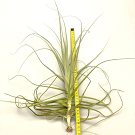 Tillandsia straminea (XL)