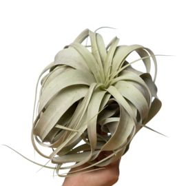 Tillandsia Xerographica