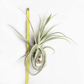 Tillandsia lorentziana