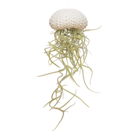 Kleine witte Jellyfish met tillandsia