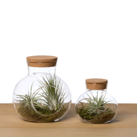 (Klein) Kurkdop potje + airplant