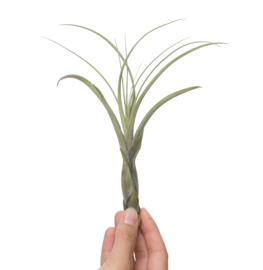 Tillandsia balbisiana (large)