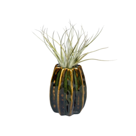 Carambola 7cm donkergroen + airplant