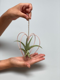 Metal heart pink + tillandsia multiflora