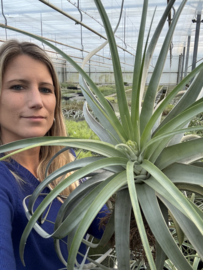 Tillandsia xerographica JUMBO met bloemstengel