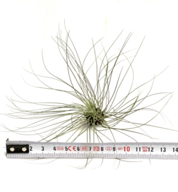 Tillandsia filifolia XL