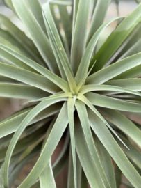 Tillandsia capitata JUMBO