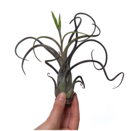 Tillandsia caput medusae